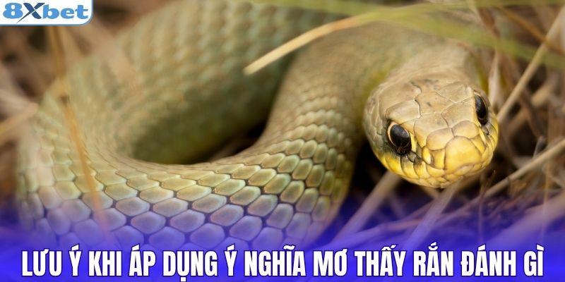 Lưu ý khi áp dụng ý nghĩa mơ thấy rắn đánh gì từ 8XBET