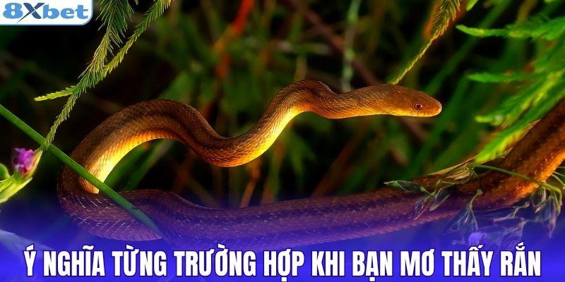 Ý nghĩa từng trường hợp khi bạn mơ thấy rắn